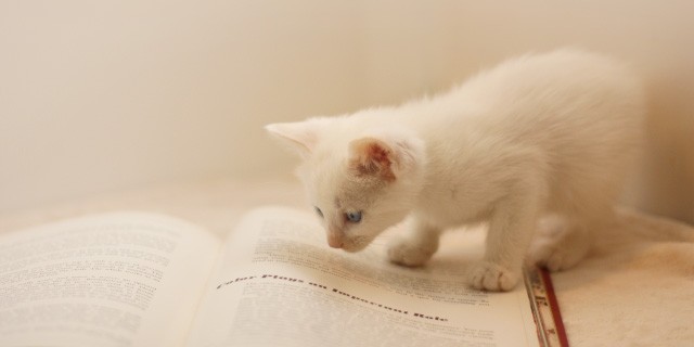 本を読む子猫